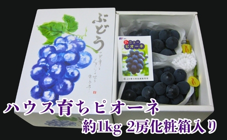 ハウス育ち ピオーネ 約1kg 2房化粧箱入り 果物 ぶどう ブドウ フルーツ 