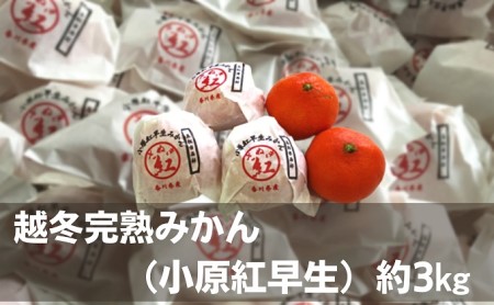 越冬完熟みかん(小原紅早生)約3kg 果物類 柑橘類 フルーツ ミカン 早生みかん