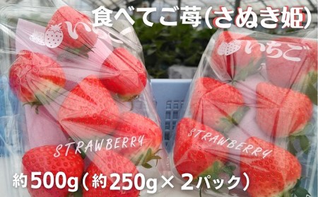 食べてご苺(さぬき姫)約500g(約250g×2パック) 果物類 いちご イチゴ 観音寺産 オリジナル品種 紅色 高設式養液栽培 プレゼント