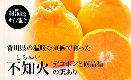訳あり しらぬい (不知火) 約5kg サイズおまかせ
