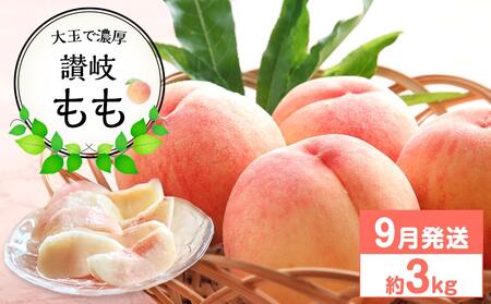 [先行予約]大玉で濃厚な讃岐もも 約3kg 9月出荷 品種おまかせ [国産もも 桃 白桃 白鳳 あかつき 清水白桃 なつおとめ 川中島白桃 まどか 黄金桃 西大母 飯田桃園 さぬき市]