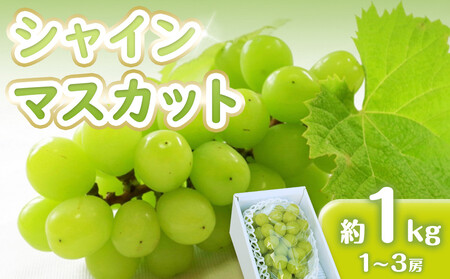 シャインマスカット 1kg (1〜3房)[香川県産 大粒 種なし 葡萄 ぶどう フルーツ 国産 旬の採れたて 数量限定]
