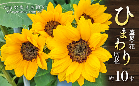 盛夏の花「ひまわり」切り花 10本