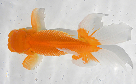 日本オランダ獅子頭（鑑賞・練習用） 生き物 金魚 魚 