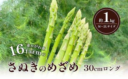 16farmのアスパラ「さぬきのめざめ30cmロング」M〜2Lサイズ1kg アスパラガス さぬきのめざめ ロングアスパラ 野菜 やさい 新鮮 東かがわ