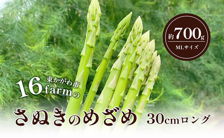 16farmのアスパラ「さぬきのめざめ30cmロング」MLサイズ700g アスパラガス さぬきのめざめ ロングアスパラ 野菜 やさい 新鮮 東かがわ