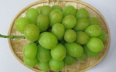 食卓応援品 シャインマスカット(ご家庭用)約1.2kg
