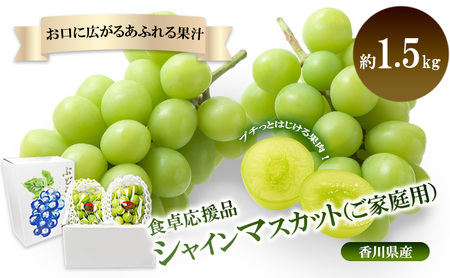 「9月30日までの食卓応援品」 シャインマスカット 2房〜4房(約1.5kg)