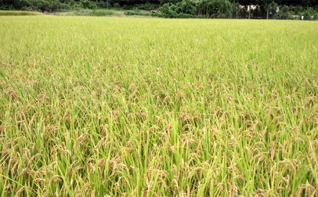 【令和4年新米】高原さんの もち米（クレナイモチ）玄米10kg