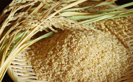 [令和7年新米]高原さんのヒノヒカリ10kg(玄米)玄米 お米
