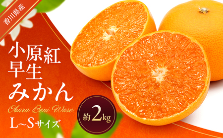 小原紅早生みかん 約2kg 早生 蜜柑 みかん ミカン 柑橘 フルーツ 果物 くだもの 果実 旬の果物 旬のフルーツ 香川 香川県 東かがわ市