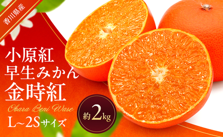 小原紅早生みかん (金時紅) 約2kg 早生 蜜柑 みかん ミカン 柑橘 フルーツ 果物 くだもの 果実 旬の果物 旬のフルーツ 香川 香川県 東かがわ市