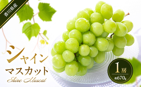 シャインマスカット 1房 (約670g) 葡萄 ぶどう ブドウ フルーツ 果物 くだもの 果実 旬の果物 旬のフルーツ 香川 香川県 東かがわ市