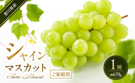 シャインマスカット [ご家庭用] 1房(約670g) 葡萄 ぶどう ブドウ フルーツ 果物 くだもの 果実 旬の果物 旬のフルーツ 香川 香川県 東かがわ市