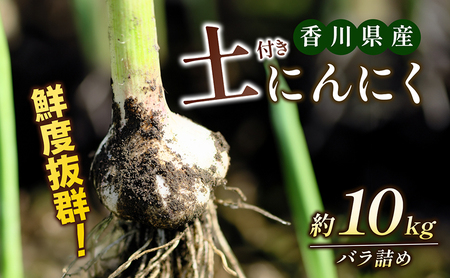 鮮度抜群!土付きにんにく 約10kg 野菜 野菜セット ニンニク