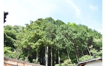 森のちから[五名の薪(針葉樹)]13kg アウトドア キャンプ