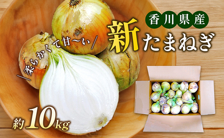 新たまねぎ 約10kg 野菜 イモ ねぎ