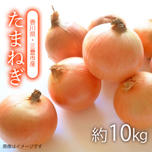 三豊の玉ねぎ10kg