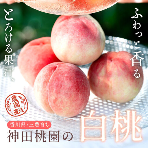 【ふるさと納税】 桃 産地直送 「神田桃園の白桃」 約2kg（6～8玉） [ フルーツ 名産品 桃 もも モモ 白桃 果物 くだもの お取り寄せグルメ 三豊市 20000 20, 返礼品 神田桃園 ] ※配送不可地域：北海道・沖縄県・離島