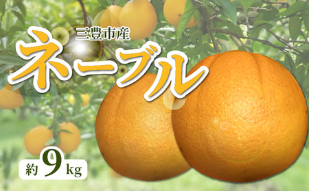 三豊市産 ネーブル約9kg(36〜60玉) フルーツ ふるーつ 果物 くだもの 三豊市[配送不可地域:北海道・沖縄県・離島]_M02-0115 [国産みかん 温州みかん みかん 露地 小玉 ミカン 蜜柑 甘い おすすめ]