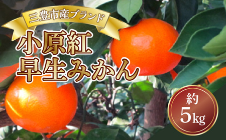 三豊市産ブランド曽保みかん[小原紅早生 約5kg][配送不可地域:北海道・沖縄県・離島]フルーツ ふるーつ 果物 くだもの 三豊市