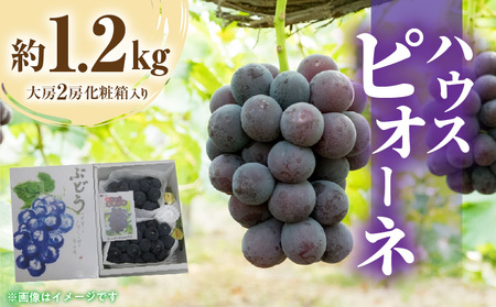 [先行予約]ハウスピオーネ 約1.2kg(大房2房)化粧箱入り フルーツ ふるーつ 果物 くだもの 三豊市[配送不可地域:北海道・沖縄県・離島]_M02-0058 ピオーネ