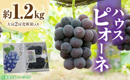 [先行予約]ハウスピオーネ 約1.2kg(大房2房)化粧箱入り