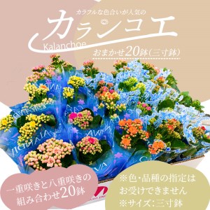 カラフルな色合いが人気の「カランコエ」おまかせ20鉢(三寸鉢)
