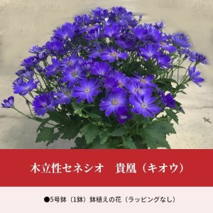 木立性セネシオ 貴凰(キオウ)[2022年1月〜2月発送]