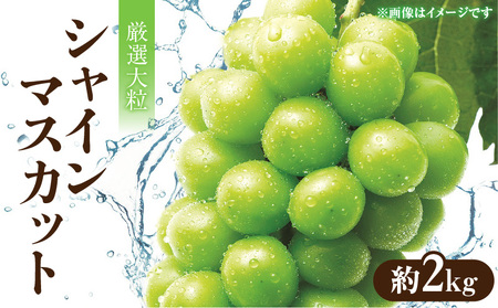 [先行予約]厳選大粒 「シャインマスカット」 約2kg フルーツ ふるーつ 果物 くだもの 三豊市[配送不可地域:北海道・沖縄県・離島]