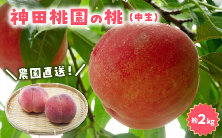 [配送不可地域:北海道・沖縄県・離島][2025年][先行予約]農園直送!神田桃園の桃(中生)約2kg