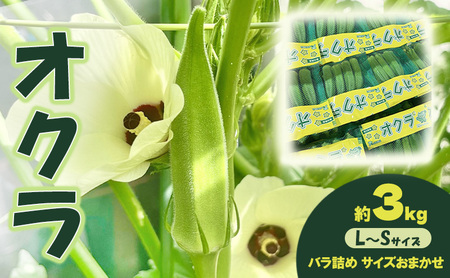 オクラ 約3kgバラ 野菜