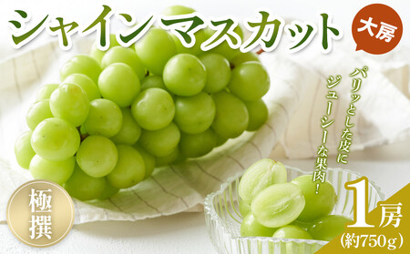【2025年8月中旬より発送】極撰！大房シャインマスカット 1房 (約750g) |特秀品 フルーツ シャインマスカット特秀品  旬 美味しい シャインマスカット 小豆島 新鮮 フルーツ 詰合せ シャインマスカット 小豆島 フルーツ 人気 シャインマスカット フルーツ 厳選 シャインマスカット おすすめ フルーツ