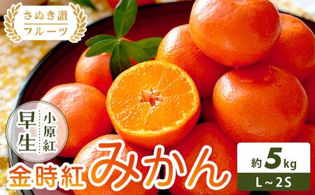 【さぬき讃フルーツ】金時紅みかん (小原紅早生) 約5kg