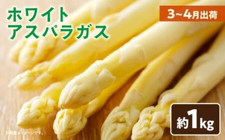 ホワイトアスパラガス約1kg(3〜4月出荷)|アスパラ アスパラガス ホワイトアスパラガス 新鮮 素材の味 春野菜 直送 香川県 三木町|_mk002-001
