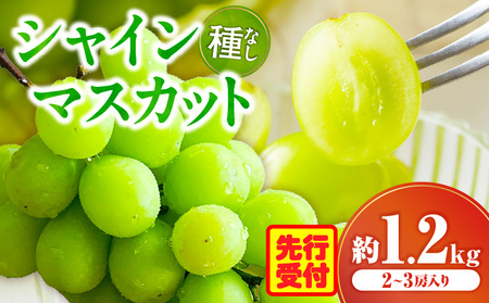 シャインマスカット 2〜3房入り(約1.2kg) | マスカット ぶどう ブドウ 葡萄 果物 フルーツ 人気 香川 香川県 三木町 種なし 皮ごと食べられる ジューシー 旬 おすすめ |_mk006-034