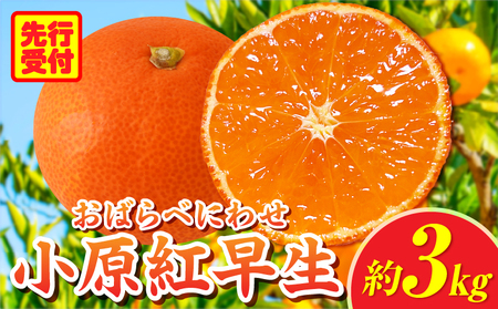 小原紅早生みかん約3.0kg[香川県共通返礼品] 