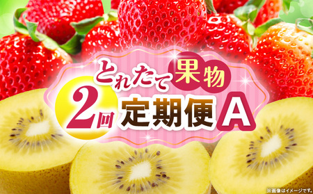とれたて果物 2回定期便A |果物 フルーツ 果物定期便 フルーツ定期便 定期便 いちご キウイ 濃厚 旬の果物 定期 人気 おすすめ 贈答 贈り物 青果物 糖度 香川県 |_mk165-t051