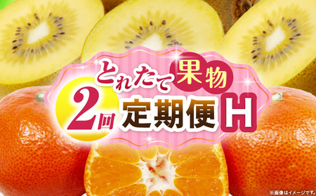 とれたて果物 2回定期便H |果物 フルーツ 果物定期便 フルーツ定期便 定期便 キウイみかん 濃厚 旬の果物 定期 人気 おすすめ 贈答 贈り物 青果物 糖度 香川県 |_mk165-t058
