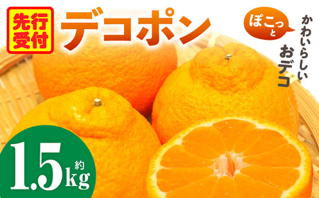 デコポン「中晩かん」瀬戸内の果汁溢れるみかん 不知火(デコポン)約1.5kg 
