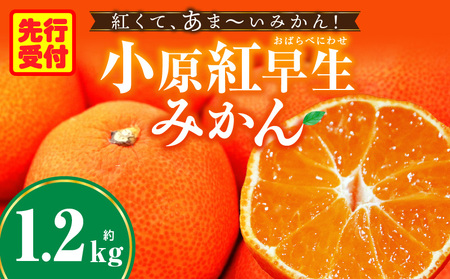 みかん 奇跡の赤いみかん 小原紅早生 約1.2kg |果物 フルーツ みかん 小原紅 小原紅早生みかん フレッシュ ジューシー 香り 爽やか 旬の果物 人気 おすすめ 贈答 贈り物 青果物 糖度 香川県 三木町 |_mk165-019