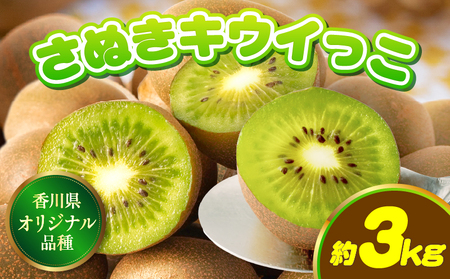 【先行受付】香川県オリジナルキウイフルーツ「さぬきキウイっこ」約3kg【香川県共通返礼品】 | キウイ キウイフルーツ 果物 フルーツ 青果 青果物 さぬきキウイっこ 果実 贈答 贈り物 ギフト 甘い 糖度が高い 季節のフルーツ 旬 おすすめ 香川県 三木町 |_mk006-065
