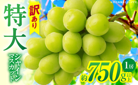 【先行受付】訳あり 特大シャインマスカット1房 約750g |マスカット ぶどう ブドウ 葡萄 訳あり 果物 フルーツ 人気 香川 香川県 三木町 特大 大房 大粒 厳選 種なし 皮ごと食べられる ジューシー 糖度が高い 先行受付 先行予約 季節限定 旬 おすすめ |_mk006-097