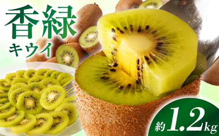[先行受付]香川県オリジナルキウイフルーツ「香緑」約1.2kg(8-13玉)[香川県共通返礼品] 