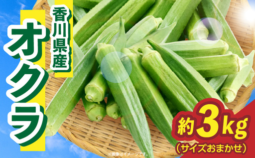 オクラ 約3kg バラ |オクラ 野菜 ネバネバ 旬の野菜 旬 季節の野菜 季節 贈答 贈り物 ギフト プレゼント おすそ分け グルメ お取り寄せ 人気 おすすめ 特産 特産品 生鮮食品 香川県 三木町 |_mk006-094