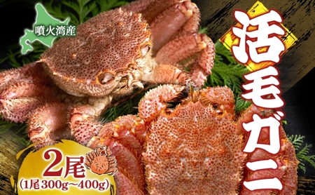 北海道 噴火湾産 活毛がに 2尾 (1尾300g〜400g) 2025年6月下旬〜7月上旬お届け 先行受付 北海道産 旬 新鮮 毛がに かに カニ 蟹 毛ガニ 毛蟹 カニ味噌 天然 噴火湾 産地直送 お取り寄せ 贈答 冷蔵 洞爺湖町