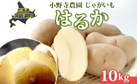 じゃがいも はるか 10kg しっとり 甘い 10月初旬〜12月中旬ごろお届け カレーライス 肉じゃが 産地直送 お取り寄せ 国産 小野寺農園 北海道 洞爺湖町