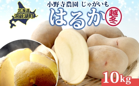 じゃがいも 越冬はるか 10kg 2026年1月中旬〜3月下旬ごろお届け しっとり 甘い ロースト じゃがバター 産地直送 お取り寄せ 国産 小野寺農園 北海道 洞爺湖町