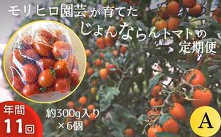 モリヒロ園芸が育てたじょんならんトマトの定期便A 約300g×6個入り(年間11回)