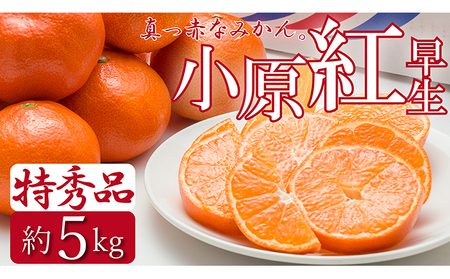 特秀品!真っ赤なお蜜柑「小原紅早生」約5kg